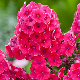 Флокс метельчатый Гренадин Дрим