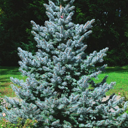 Ель колючая Блю Тринкет