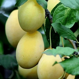 Слива домашняя Очаковская желтая