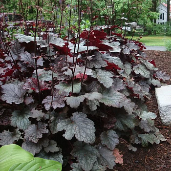 Гейхера гибридная Плам Паддинг