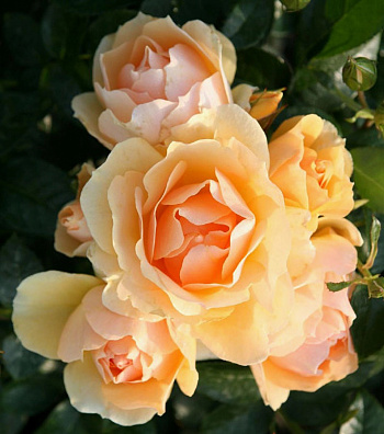 Роза флорибунда Ханзештадт Росток Роза флорибунда Ханзештадт Росток