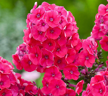 Флокс метельчатый Гренадин Дрим