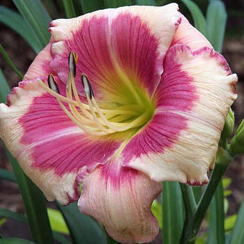 Лилейник гибридный Хелло Скриме