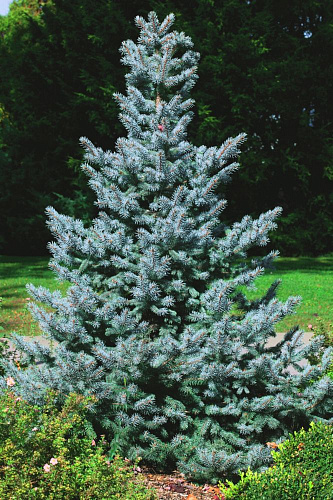 Ель колючая Блю Тринкет Ель колючая Блю Тринкет