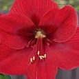 Амариллис Park Red