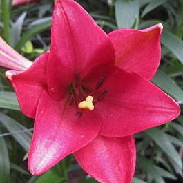 Лилия лонгифлорум Дивайн