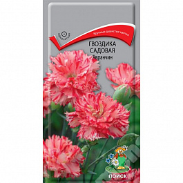 Гвоздика садовая Авранчин