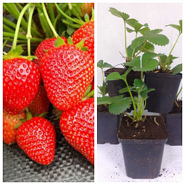 Земляника садовая Вима Рина НАБОР 5ШТ Земляника садовая Вима Рина НАБОР 5ШТ