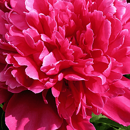 Пион Молочноцветковый Victoire de la Marne