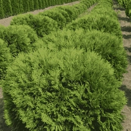 Туя западная Little Champion