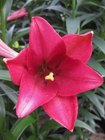 Лилия лонгифлорум Дивайн