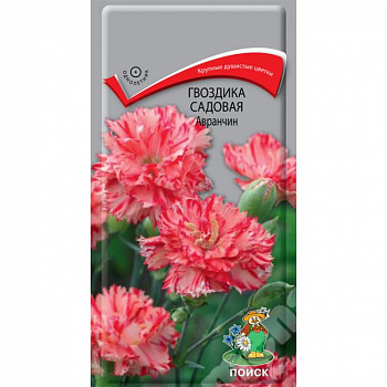 Гвоздика садовая Авранчин