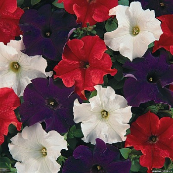 Петуния грандифлора Дримс Патриот Микс