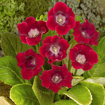 Глоксиния Корина