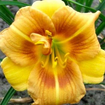 Лилейник гибридный Longfields Conchita