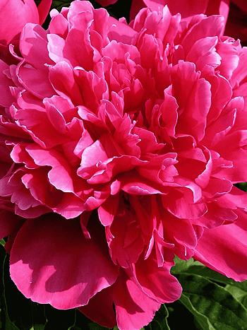 Пион Молочноцветковый Victoire de la Marne