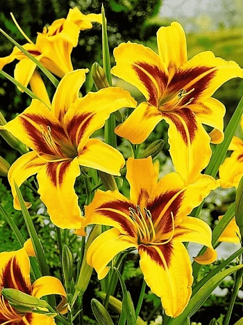 Лилейник Bonanza