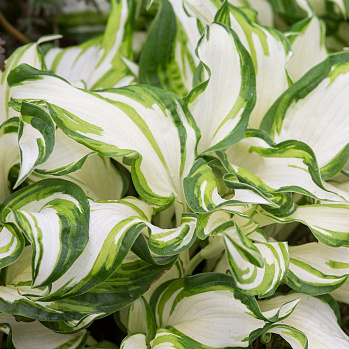 Хоста гибридная Undulata Mediovariegata