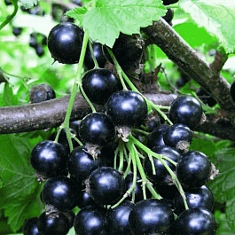 Смородина черная Селеченская 2