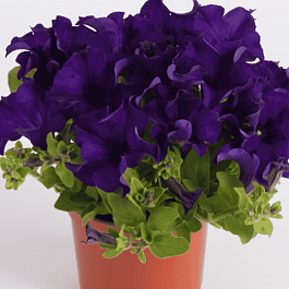 Петуния (сурфиния) velvet blue кашпо