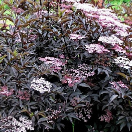 Бузина черная Тундерклоуд