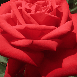 Роза чайно-гибридная Sophia Loren