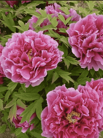 Пион древовидный Kao