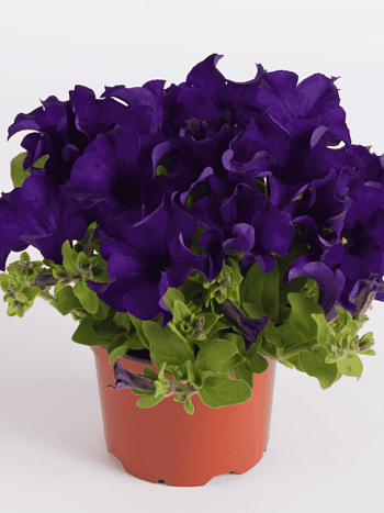 Петуния (сурфиния) velvet blue кашпо