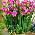 Фрезия Double Pink