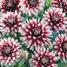 Георгина Декоративная Сидлер Штольце