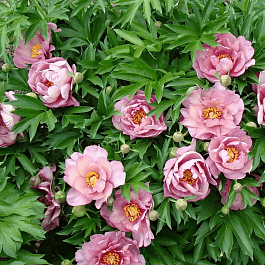 Пион ИТО Pink Double Dandy