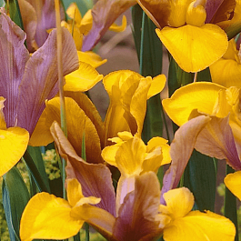 Ирис Bronze Queen