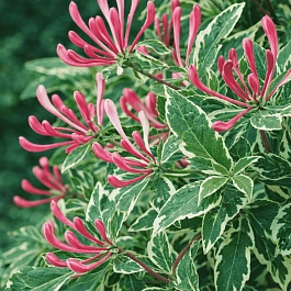 Жимолость вьющаяся HARLEQUIN Sherlite