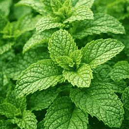 Мята колосистая Spanish Spearmint