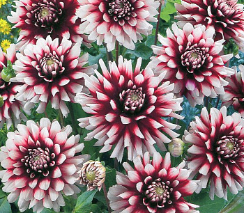 Георгина Декоративная Сидлер Штольце