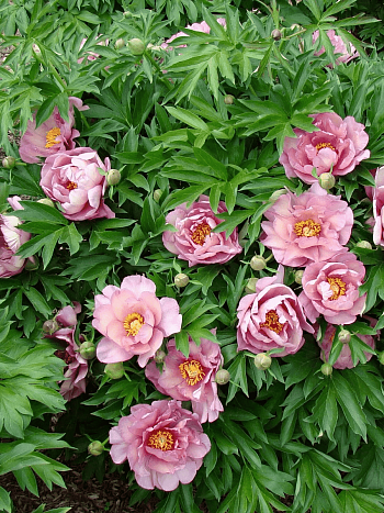 Пион ИТО Pink Double Dandy