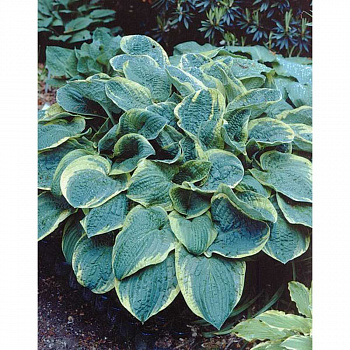 Хоста гибридная Крисмас Три НАБОР 2ШТ (1+1)