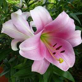 Лилия ЛО-гибрид Венделла НАБОР 2ШТ (2+2)