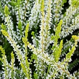 Вереск обыкновенный Aurelia