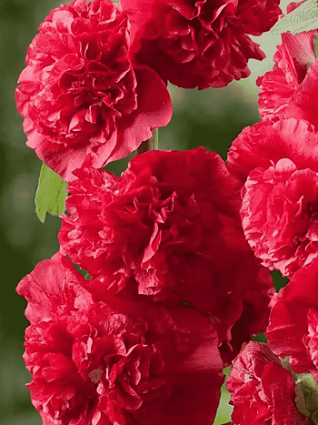 Мальва розовая Chater's Double Scarlet