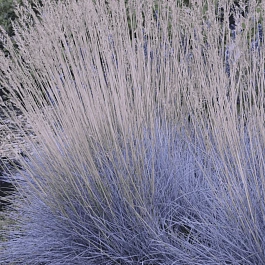 Овсяница аметистовая