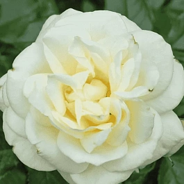 Роза флорибунда La Paloma