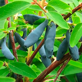 Жимолость съедобная Сувенир