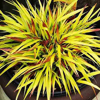 Хаконехлоа большая Санфлаер