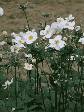 Анемона японская Honorine Jobert