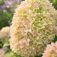 Гортензия метельчатая Magical Lime Sparkle