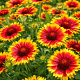 Гайлардия гибридная Kobold