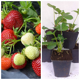 Земляника садовая Вивара НАБОР 5ШТ