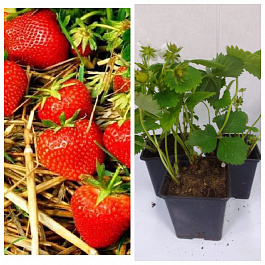 Земляника садовая Эльвира НАБОР 3ШТ
