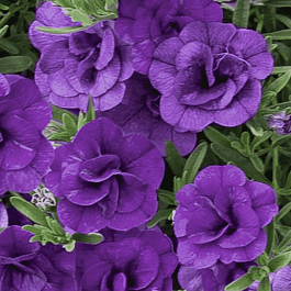 Калибрахоа махровая M.F. Uno Double Blue